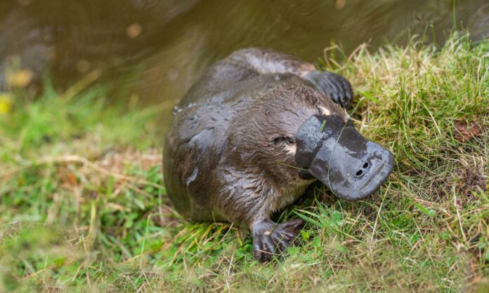 facts about platypus