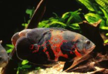 Tiger Oscar Fish