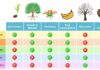 Types Of Plant Hormones and Their Functions