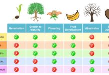 Types Of Plant Hormones and Their Functions