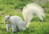 Albino Squirrels