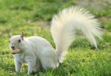 Albino Squirrels