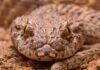 Death Adder Snake