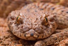 Death Adder Snake
