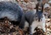 animals that look like squirrels