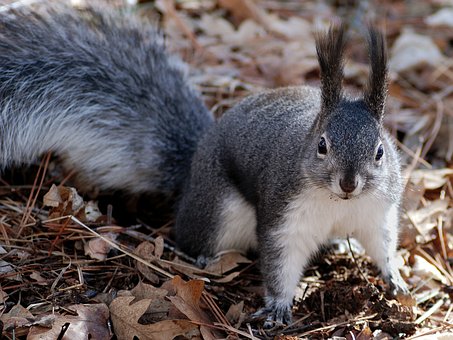 animals that look like squirrels