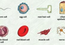types of cells in human body