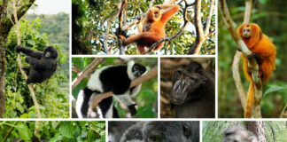 type pf primates