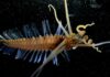      15 Deadly Deep Sea Creatures