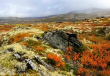 Tundra Biome
