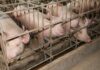 Gestation crates for pigs