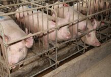 Gestation crates for pigs