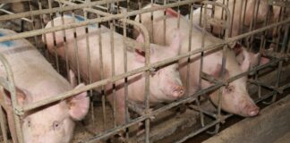 Gestation crates for pigs