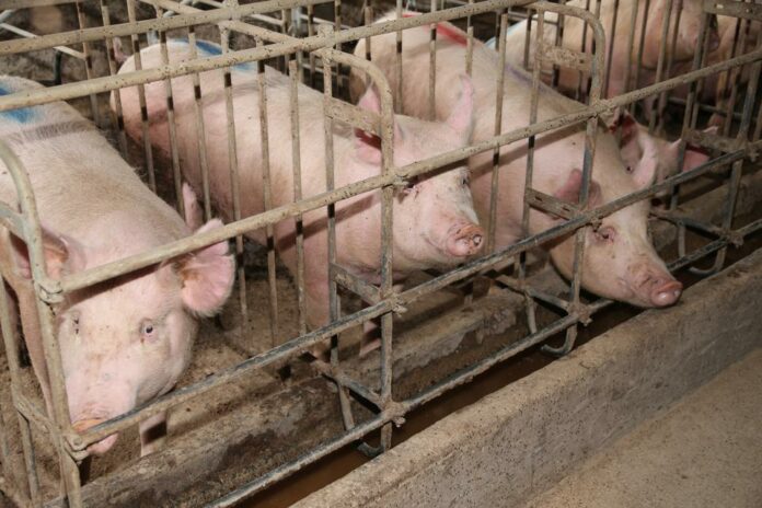 Gestation crates for pigs