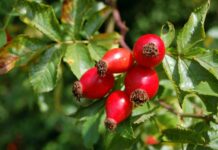 poisonous wild rose hips