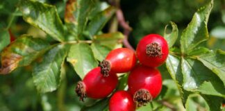 poisonous wild rose hips