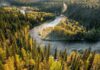 coniferous forest