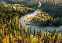 coniferous forest