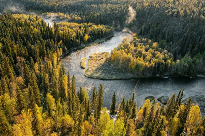 coniferous forest