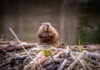 why do beavers build dams