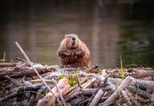 why do beavers build dams