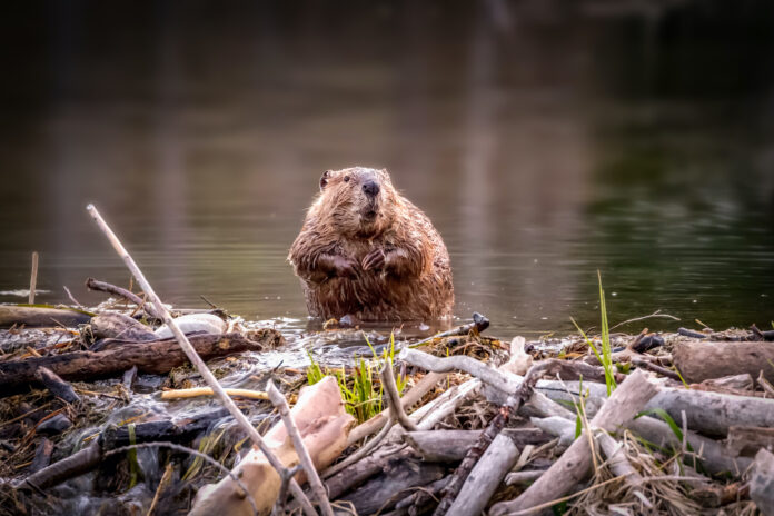 why do beavers build dams
