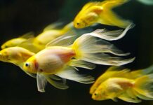 best fish backgrounds