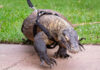 Komodo dragon pet