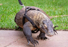 Komodo dragon pet