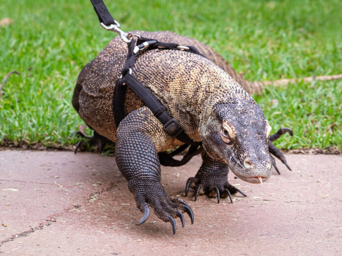 Komodo dragon pet