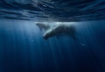 best ocean documentaries