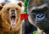 gorilla vs grizzly bear