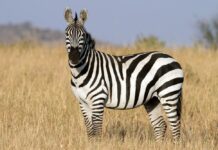 Animals that start with Z