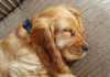How Much Does It Cost to Put a Dog to Sleep at PetSmart