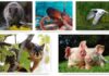smartest Animals in the World