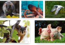 smartest Animals in the World