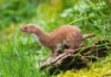 What Does Weasel Eat