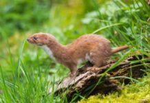 What Does Weasel Eat