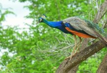 national peacock day