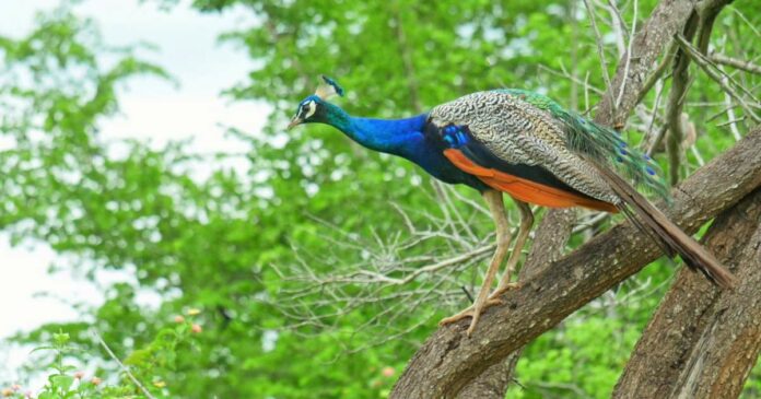 national peacock day