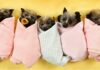 Cutest Bat