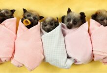 Cutest Bat