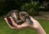baby platypus