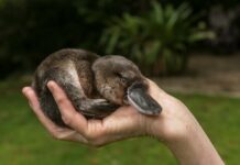 baby platypus