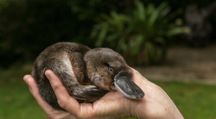 baby platypus