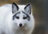 Canadian Marble Fox