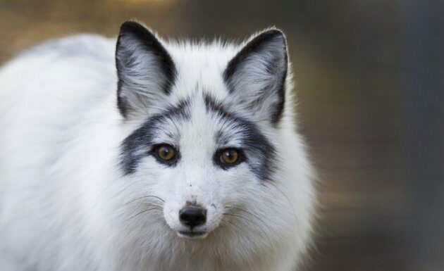 Canadian Marble Fox