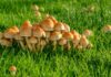 lawn mushroom species