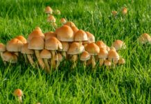 lawn mushroom species
