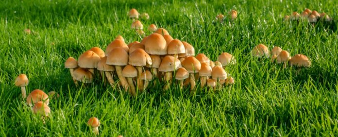 lawn mushroom species